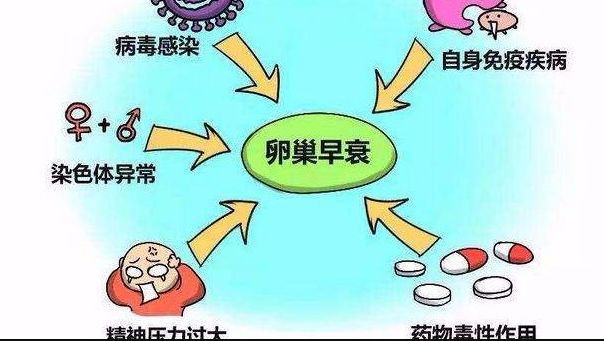长线和短线赠卵试管婴儿方案的区别