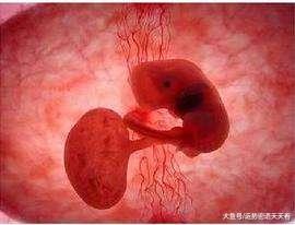 做供卵试管生子是移植新鲜胚胎好还是囊胚好